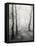 Birch Path-Craig Roberts-Framed Premier Image Canvas