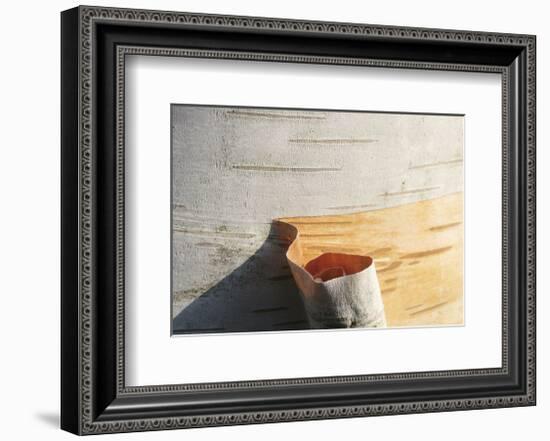 Birch Peel-Stephen Gassman-Framed Art Print