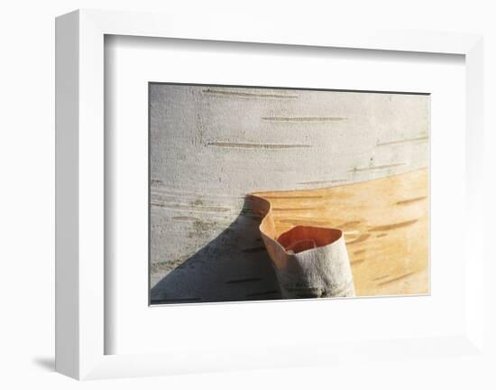 Birch Peel-Stephen Gassman-Framed Art Print