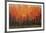 Birch Shoreline-Peter Colbert-Framed Giclee Print