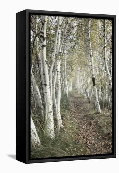 Birch Trail-Natalie Mikaels-Framed Premier Image Canvas