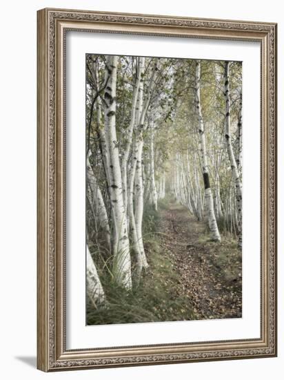 Birch Trail-Natalie Mikaels-Framed Photographic Print