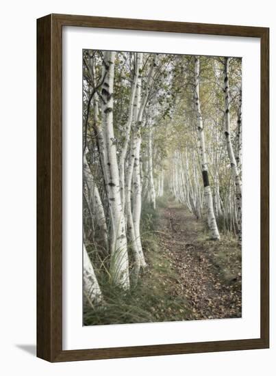 Birch Trail-Natalie Mikaels-Framed Photographic Print