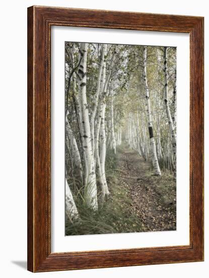 Birch Trail-Natalie Mikaels-Framed Photographic Print