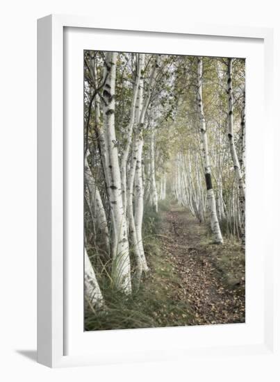 Birch Trail-Natalie Mikaels-Framed Photographic Print