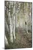 Birch Trail-Natalie Mikaels-Mounted Photographic Print