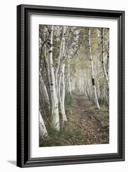 Birch Trail-Natalie Mikaels-Framed Photographic Print