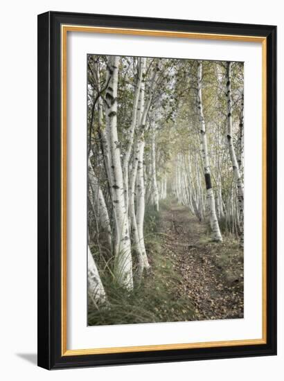 Birch Trail-Natalie Mikaels-Framed Photographic Print