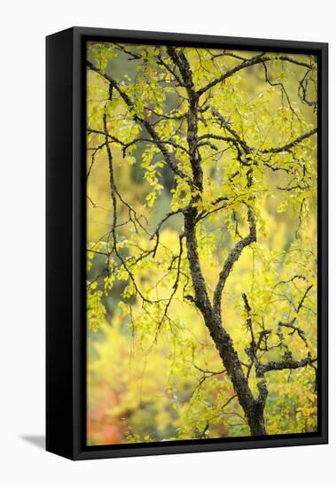 Birch Tree (Betula) by the Oulanka River, Finland, September 2008-Widstrand-Framed Premier Image Canvas