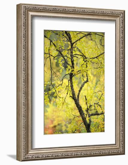 Birch Tree (Betula) by the Oulanka River, Finland, September 2008-Widstrand-Framed Photographic Print