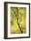 Birch Tree (Betula) by the Oulanka River, Finland, September 2008-Widstrand-Framed Photographic Print