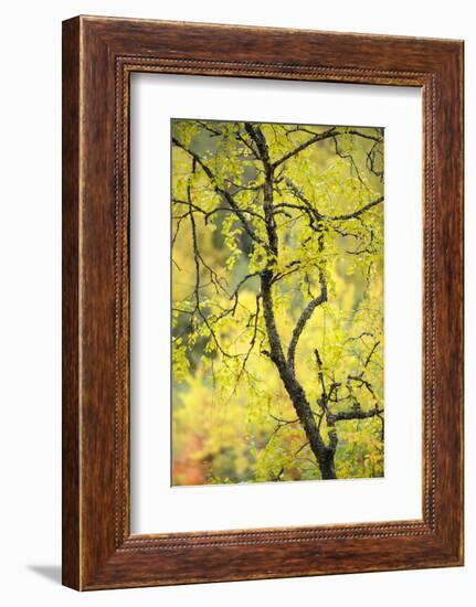 Birch Tree (Betula) by the Oulanka River, Finland, September 2008-Widstrand-Framed Photographic Print