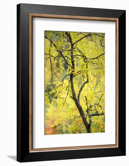 Birch Tree (Betula) by the Oulanka River, Finland, September 2008-Widstrand-Framed Photographic Print