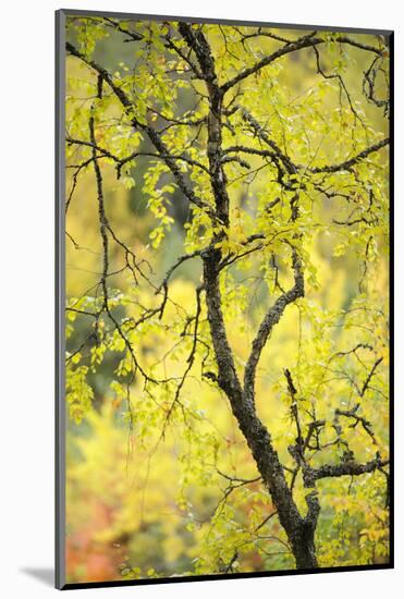 Birch Tree (Betula) by the Oulanka River, Finland, September 2008-Widstrand-Mounted Photographic Print