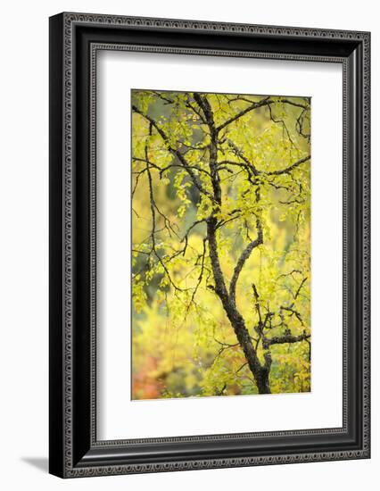 Birch Tree (Betula) by the Oulanka River, Finland, September 2008-Widstrand-Framed Photographic Print