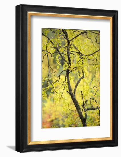 Birch Tree (Betula) by the Oulanka River, Finland, September 2008-Widstrand-Framed Photographic Print