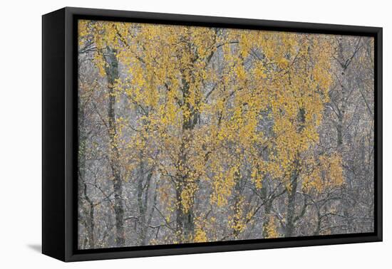 Birch Tree (Betula Pendula) Backlit at Dawn, Cairngorms Np, Glenfeshie, Inshriach, Scotland, UK-Peter Cairns-Framed Premier Image Canvas