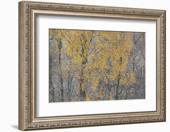 Birch Tree (Betula Pendula) Backlit at Dawn, Cairngorms Np, Glenfeshie, Inshriach, Scotland, UK-Peter Cairns-Framed Photographic Print