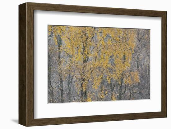 Birch Tree (Betula Pendula) Backlit at Dawn, Cairngorms Np, Glenfeshie, Inshriach, Scotland, UK-Peter Cairns-Framed Photographic Print