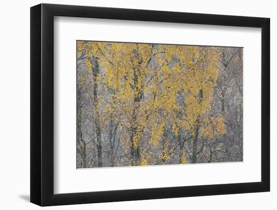 Birch Tree (Betula Pendula) Backlit at Dawn, Cairngorms Np, Glenfeshie, Inshriach, Scotland, UK-Peter Cairns-Framed Photographic Print