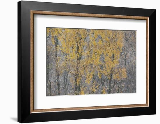 Birch Tree (Betula Pendula) Backlit at Dawn, Cairngorms Np, Glenfeshie, Inshriach, Scotland, UK-Peter Cairns-Framed Photographic Print