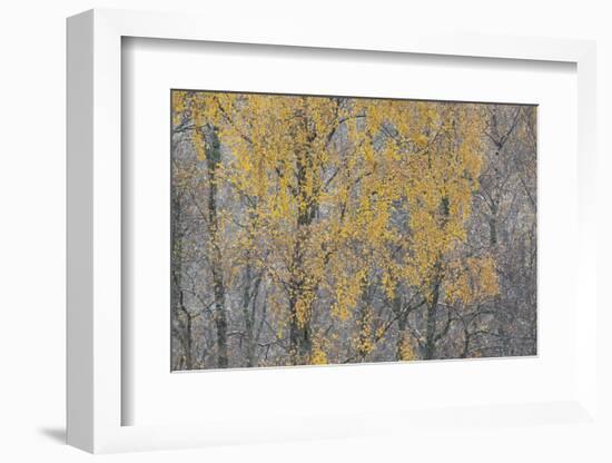 Birch Tree (Betula Pendula) Backlit at Dawn, Cairngorms Np, Glenfeshie, Inshriach, Scotland, UK-Peter Cairns-Framed Photographic Print