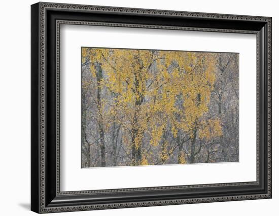 Birch Tree (Betula Pendula) Backlit at Dawn, Cairngorms Np, Glenfeshie, Inshriach, Scotland, UK-Peter Cairns-Framed Photographic Print