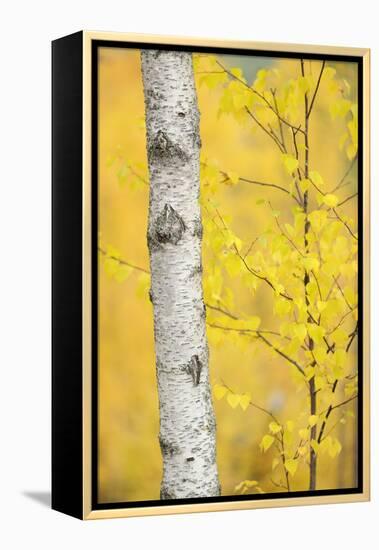 Birch Tree (Betula Verrucosa or Pubescens) Oulanka, Finland, September 2008-Widstrand-Framed Premier Image Canvas