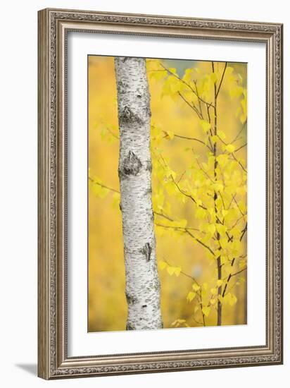 Birch Tree (Betula Verrucosa or Pubescens) Oulanka, Finland, September 2008-Widstrand-Framed Photographic Print