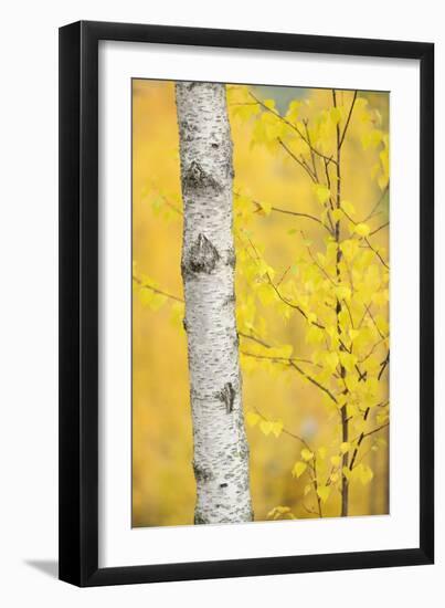 Birch Tree (Betula Verrucosa or Pubescens) Oulanka, Finland, September 2008-Widstrand-Framed Photographic Print