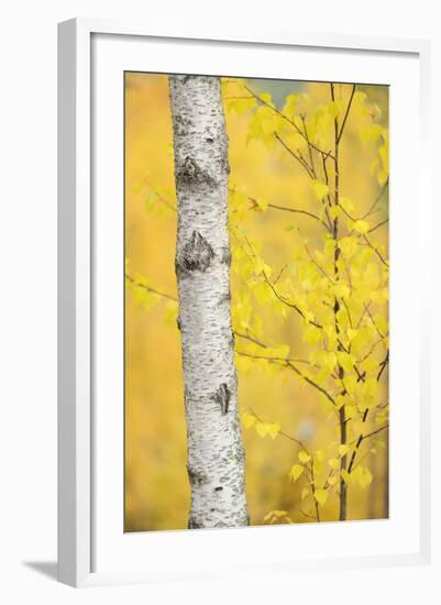 Birch Tree (Betula Verrucosa or Pubescens) Oulanka, Finland, September 2008-Widstrand-Framed Photographic Print