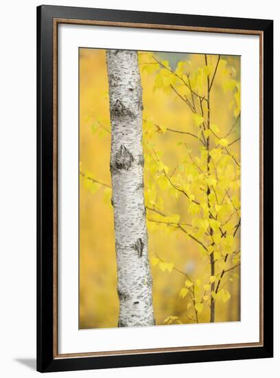 Birch Tree (Betula Verrucosa or Pubescens) Oulanka, Finland, September 2008-Widstrand-Framed Photographic Print