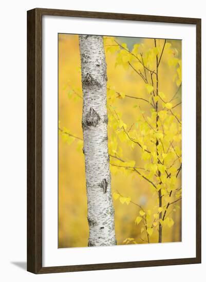 Birch Tree (Betula Verrucosa or Pubescens) Oulanka, Finland, September 2008-Widstrand-Framed Photographic Print