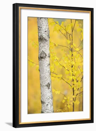 Birch Tree (Betula Verrucosa or Pubescens) Oulanka, Finland, September 2008-Widstrand-Framed Photographic Print