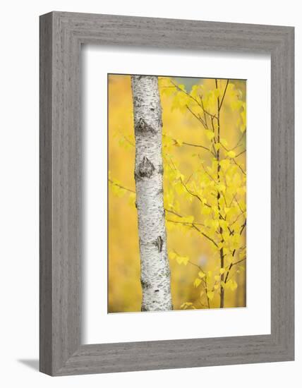 Birch Tree (Betula Verrucosa or Pubescens) Oulanka, Finland, September 2008-Widstrand-Framed Photographic Print