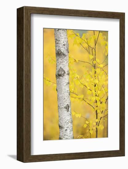 Birch Tree (Betula Verrucosa or Pubescens) Oulanka, Finland, September 2008-Widstrand-Framed Photographic Print