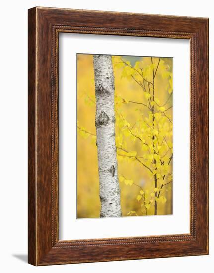 Birch Tree (Betula Verrucosa or Pubescens) Oulanka, Finland, September 2008-Widstrand-Framed Photographic Print