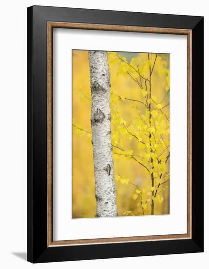 Birch Tree (Betula Verrucosa or Pubescens) Oulanka, Finland, September 2008-Widstrand-Framed Photographic Print