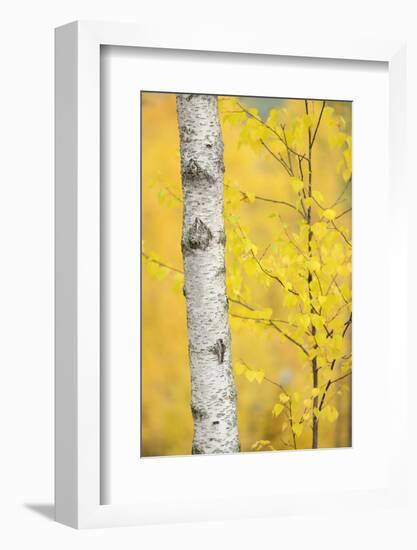 Birch Tree (Betula Verrucosa or Pubescens) Oulanka, Finland, September 2008-Widstrand-Framed Photographic Print