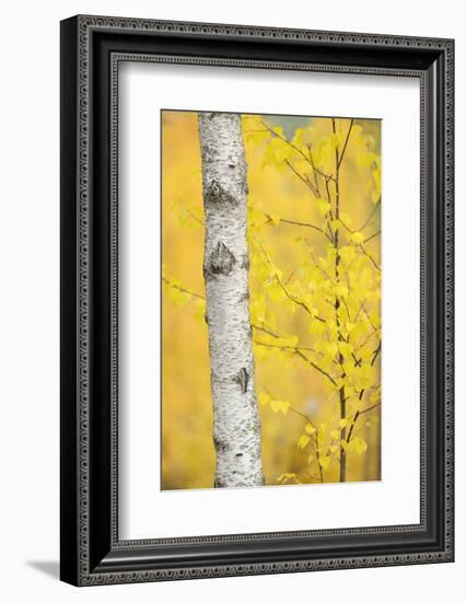 Birch Tree (Betula Verrucosa or Pubescens) Oulanka, Finland, September 2008-Widstrand-Framed Photographic Print