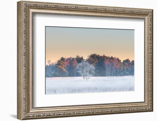 Birch tree covered with hair ice on a winter morning, Belgium-Bernard Castelein-Framed Photographic Print