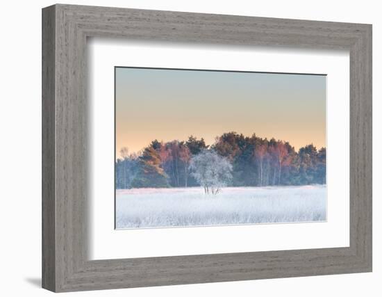 Birch tree covered with hair ice on a winter morning, Belgium-Bernard Castelein-Framed Photographic Print