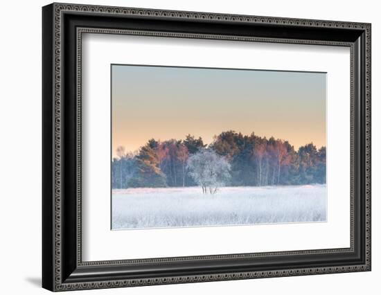 Birch tree covered with hair ice on a winter morning, Belgium-Bernard Castelein-Framed Photographic Print