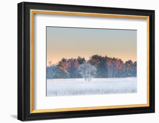 Birch tree covered with hair ice on a winter morning, Belgium-Bernard Castelein-Framed Photographic Print