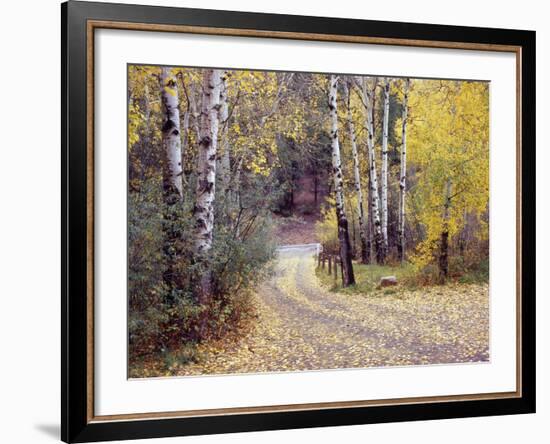 Birch Tree DriveFence & Road, Santa Fe, New Mexico 06-Monte Nagler-Framed Photographic Print