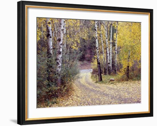 Birch Tree DriveFence & Road, Santa Fe, New Mexico 06-Monte Nagler-Framed Photographic Print