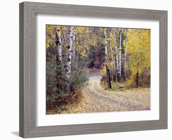 Birch Tree DriveFence & Road, Santa Fe, New Mexico 06-Monte Nagler-Framed Photographic Print