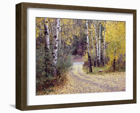 Birch Tree DriveFence & Road, Santa Fe, New Mexico 06-Monte Nagler-Framed Photographic Print