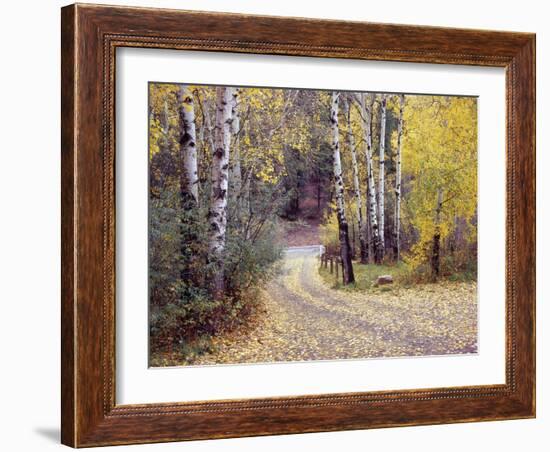 Birch Tree DriveFence & Road, Santa Fe, New Mexico 06-Monte Nagler-Framed Photographic Print