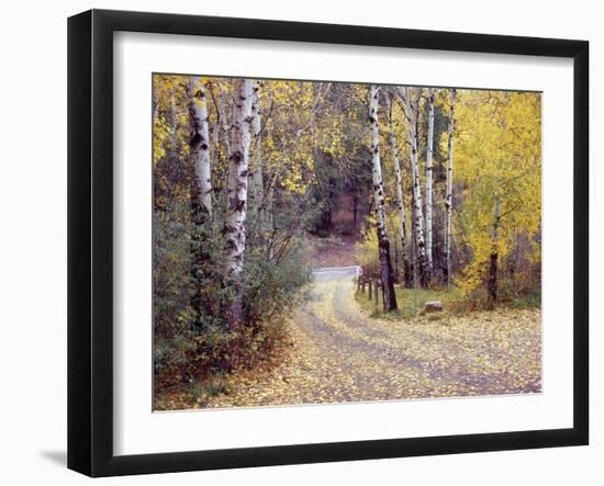 Birch Tree DriveFence & Road, Santa Fe, New Mexico 06-Monte Nagler-Framed Photographic Print